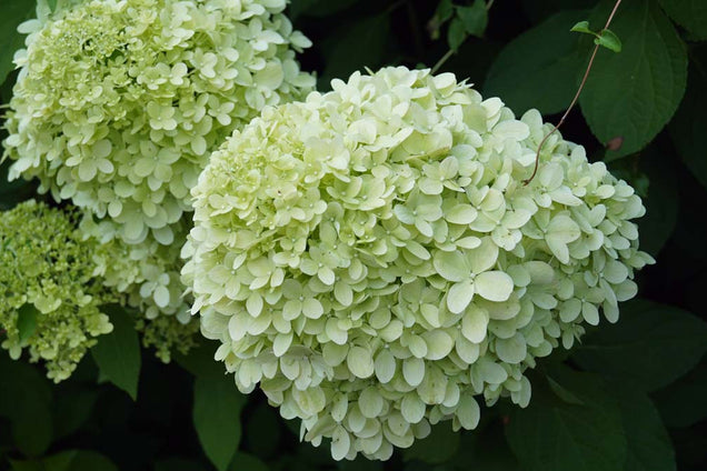 Hydrangea paniculata 'Limelight' bloem