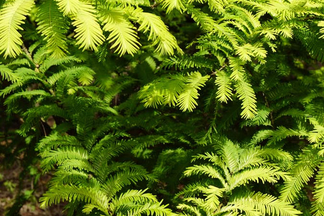 Metasequoia glyptostroboides 'Ogon' blad
