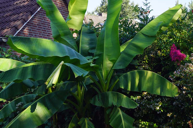 Musa basjoo bladeren