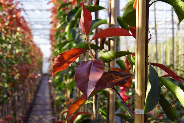 Photinia fraseri 'Camilvy' blad