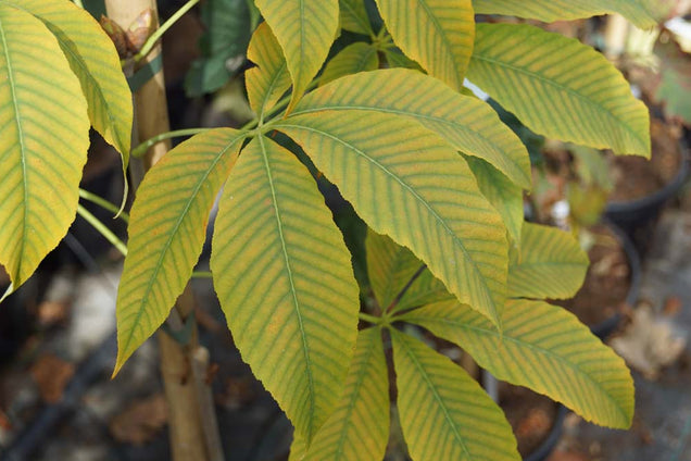 Aesculus neglecta 'Autumn Fire' blad
