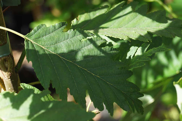 Alnus rubra 'Pinnatisecta'