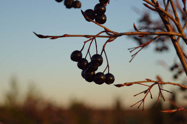 Aronia melanocarpa 'Autumn Magic' vrucht