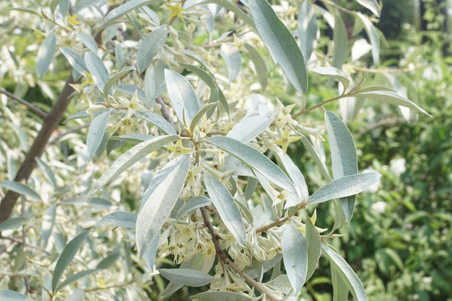 Elaeagnus 'Quicksilver' blad