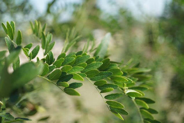 Gleditsia triacanthos 'Emerald Cascade'