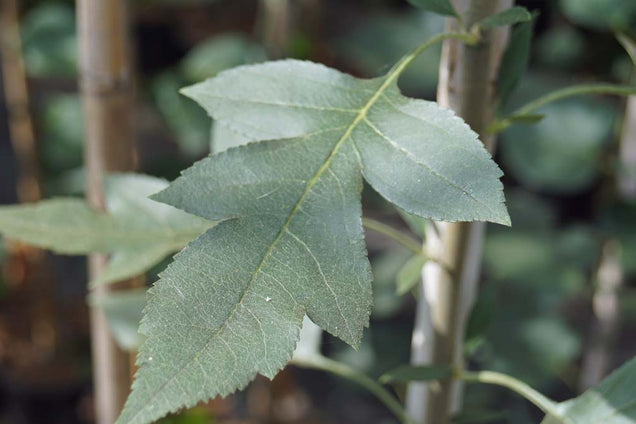 Malus toringoides 'Mandarin'