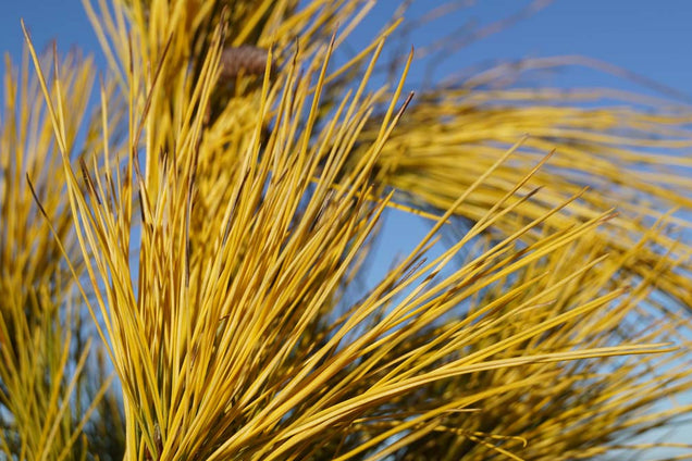 Pinus strobus 'Louie' naald