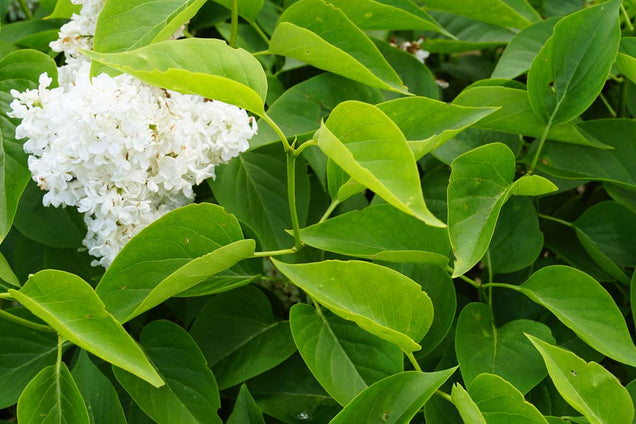 Syringa vulgaris 'Krasavitsa Moskvy'