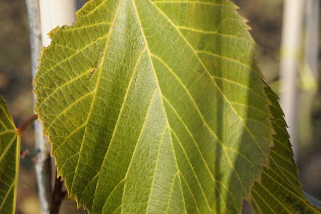Tilia americana 'American Sentry' blad
