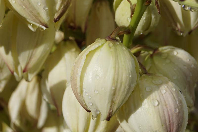 Yucca gloriosa 'Variegata' bloem