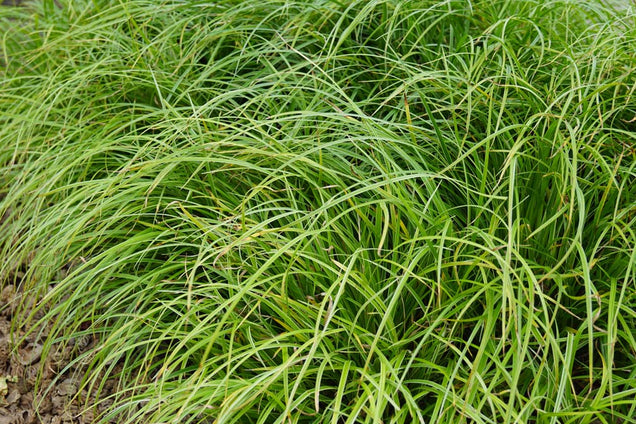 Carex 'Silver Sceptre'