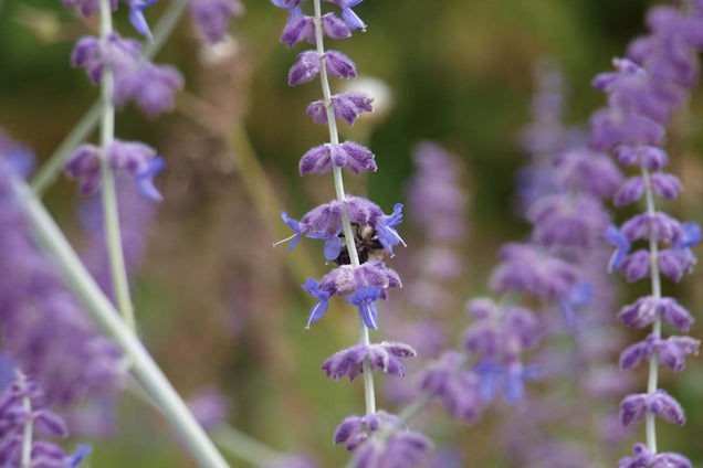 Perovskia atriplicifolia 'Little Spire'