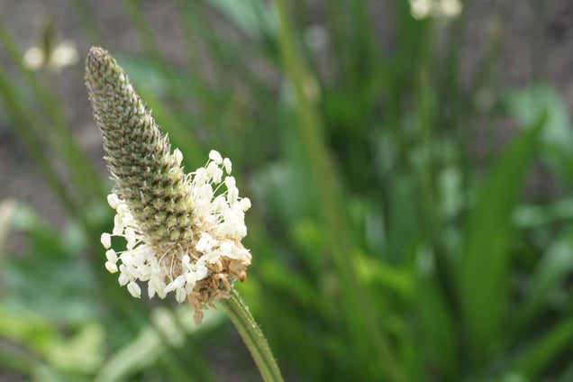 Plantago lanceolata
