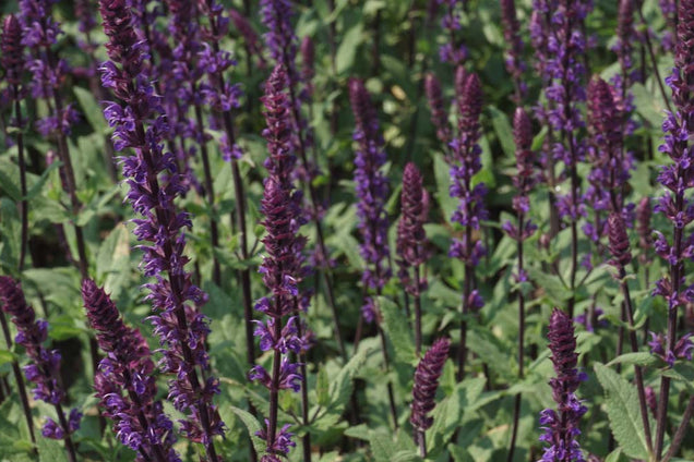 Salvia nemorosa 'Caradonna'