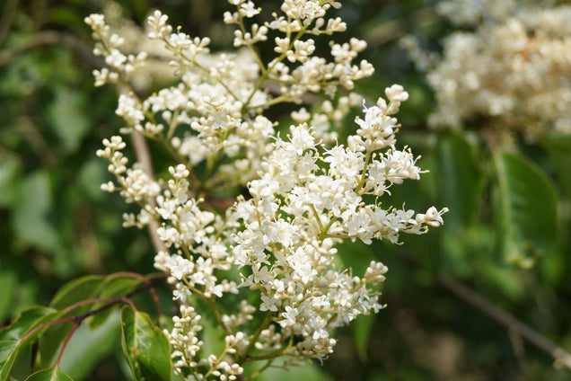 Syringa pekinensis 'Pendula'