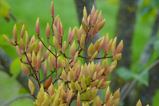 Syringa pekinensis 'Yellow Fragrance' bloem
