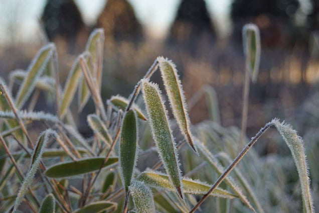 Fargesia nitida 'Great Wall'