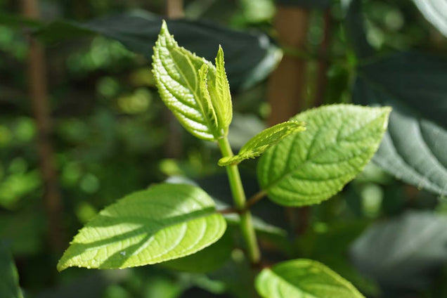 Hydrangea paniculata 'Papillon' blad
