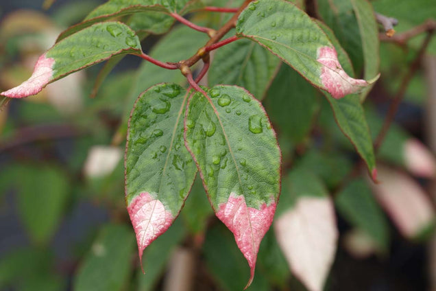 Actinidia pilosula blad