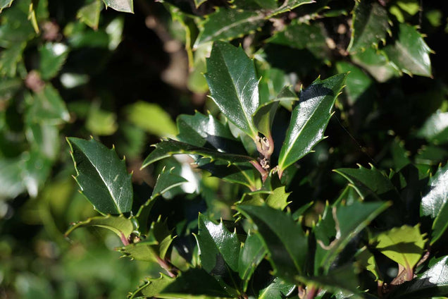 Ilex meserveae 'Heckenstar'