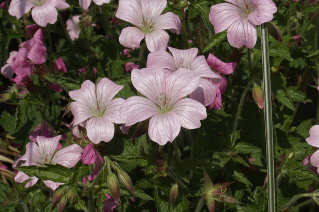 Geranium oxonianum 'Wageningen'