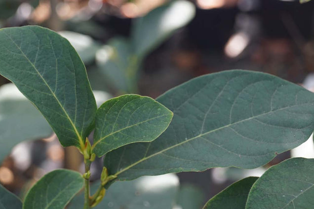 Lindera reflexa