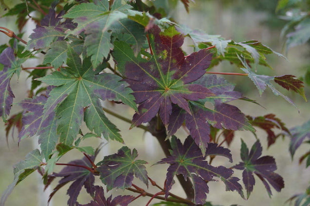 Acer pseudosieboldianum takesimense blad