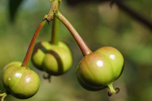 Sapium japonicum vrucht