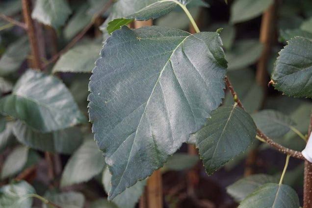 Betula utilis 'Grayswood Ghost'
