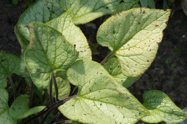Brunnera macrophylla 'Looking Glass'