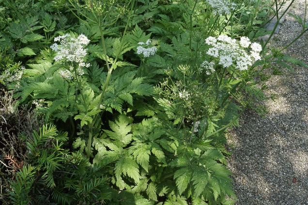 Chaerophyllum hirsutum