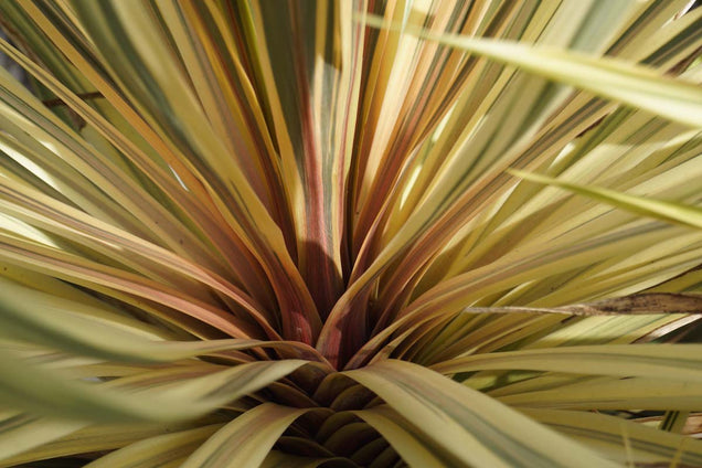Cordyline australis 'Torbay Dazzler'
