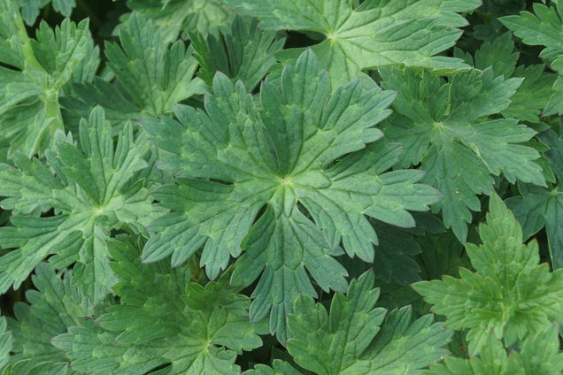 Geranium 'Gerwat'