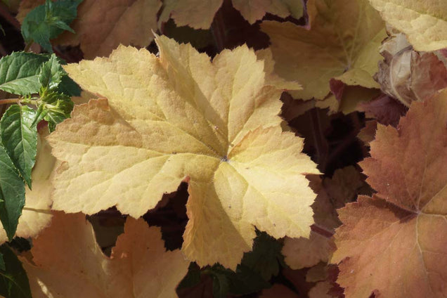 Heuchera 'Marmalade'
