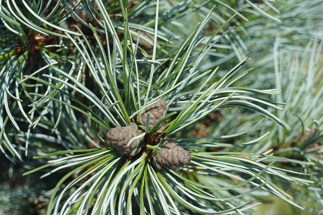 Pinus parviflora 'Blauer Engel' kegel
