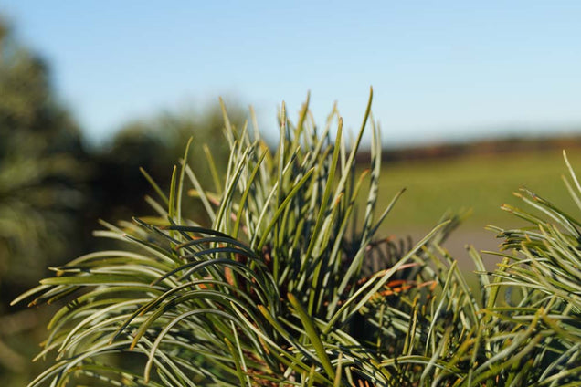 Pinus parviflora 'Schoon's Bonsai' naald