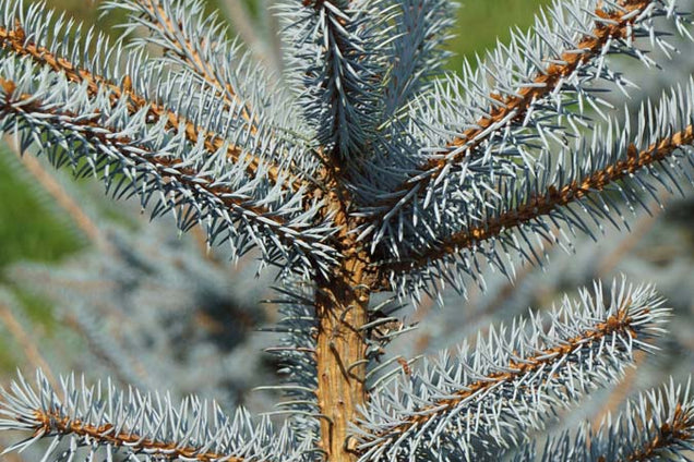Picea pungens 'Blue Diamond'