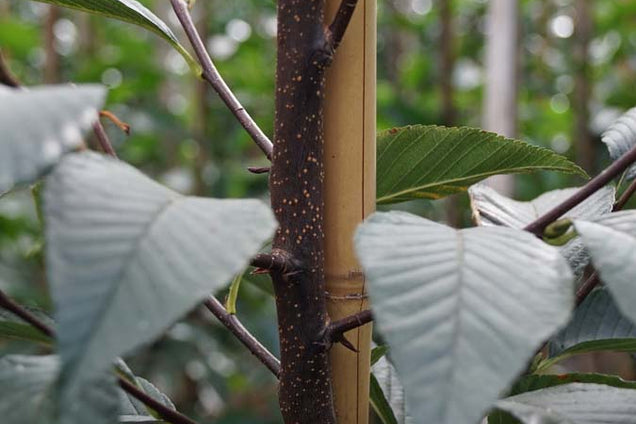 Sorbus caloneura blad
