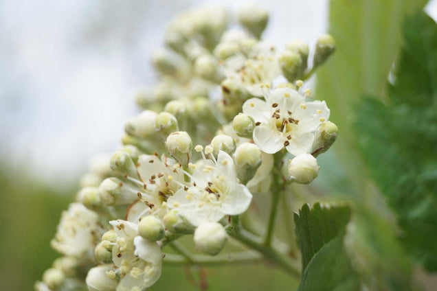 Sorbus incana bloem