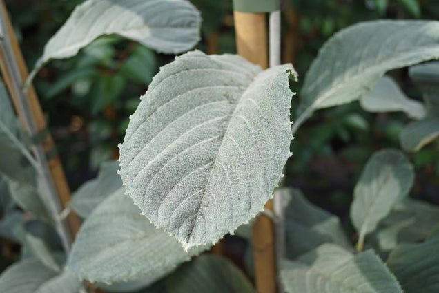 Sorbus wardii blad