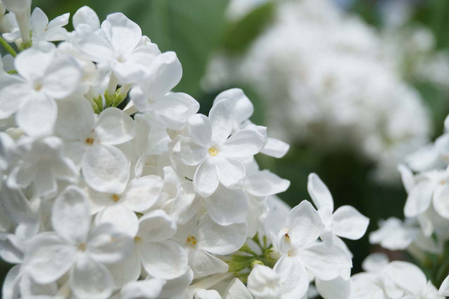 Syringa oblata 'Betsy Ross'