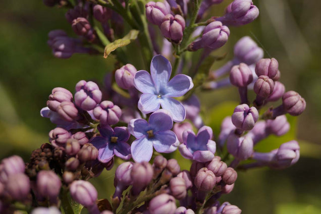 Syringa vulgaris 'Dwight D. Eisenhower' bloem