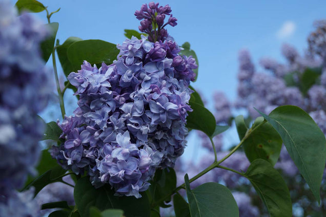 Syringa vulgaris 'Nadezhda' bloem