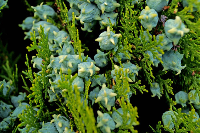 Thuja occidentalis 'Aurea Nana'