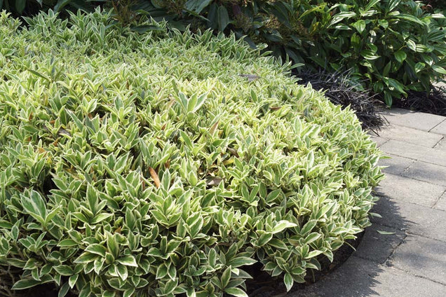 Skimmia japonica 'Magic Marlot'