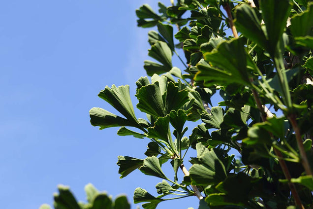Ginkgo biloba 'Menhir'
