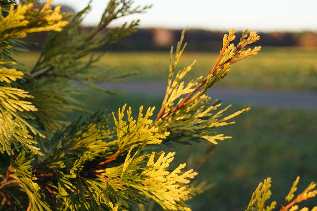 Calocedrus decurrens 'Maupin Glow' naalden