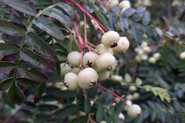 Sorbus frutescens
