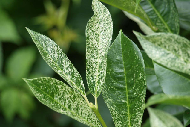 Prunus laurocerasus 'Ivory'