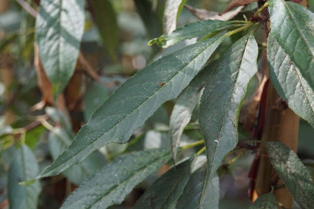 Prunus serrula 'Branklyn' blad